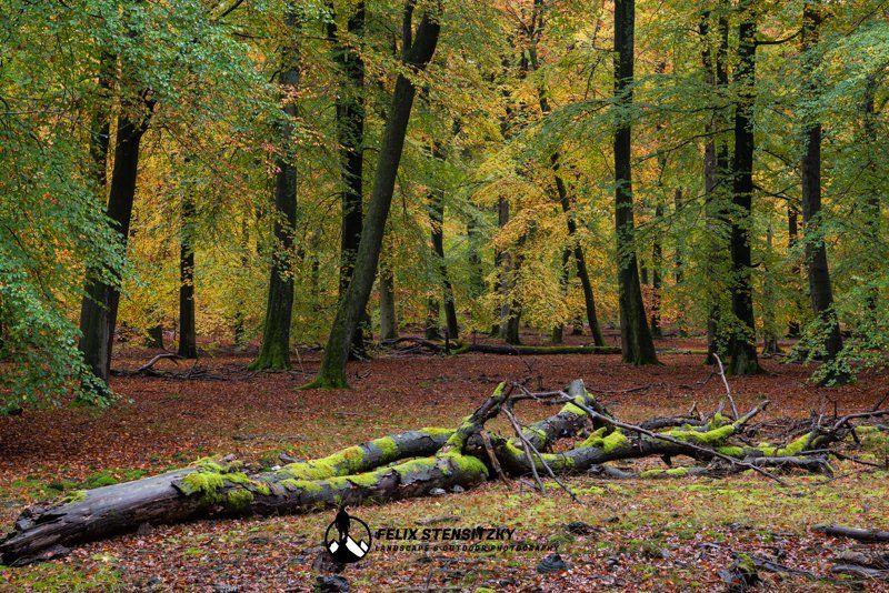 primeval beech forest in germany during fall colours
