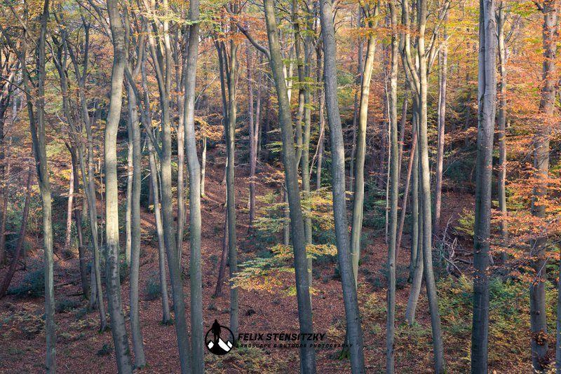 Buchenurwald in Deutschland im Seitenlicht