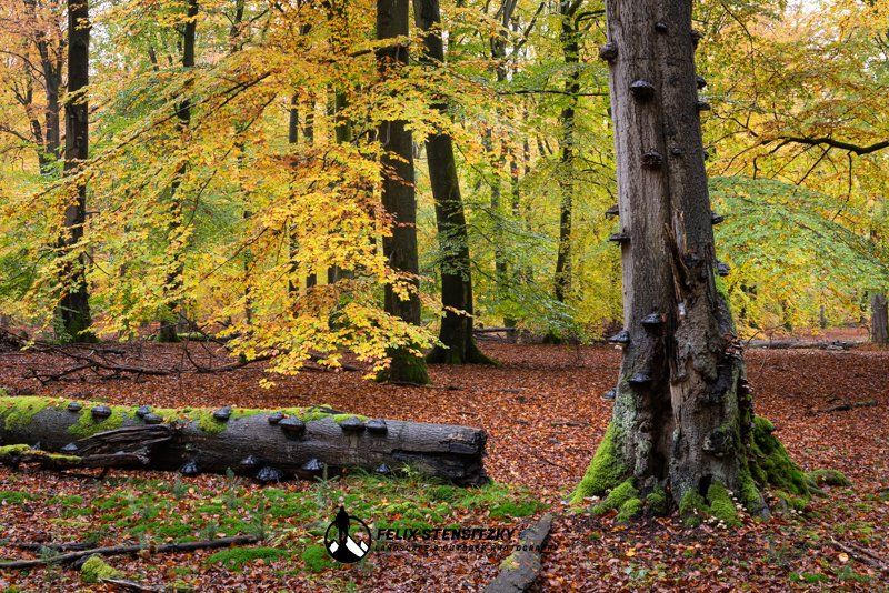 primeval beech forest during fall
