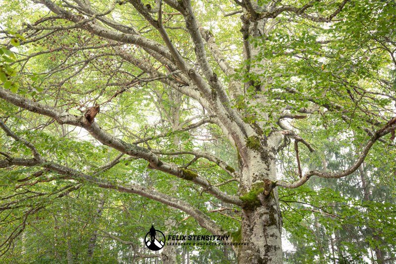 an old beech tree in fog with light from above