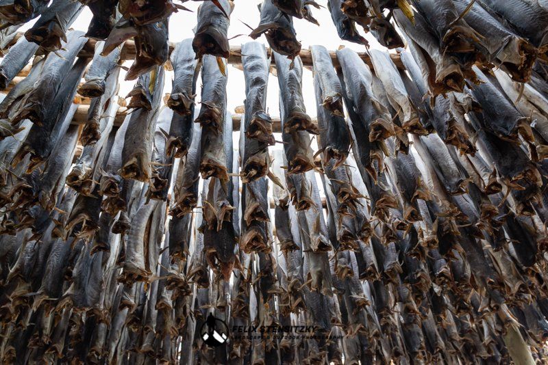 Kabeljau der zum trocknen hängt