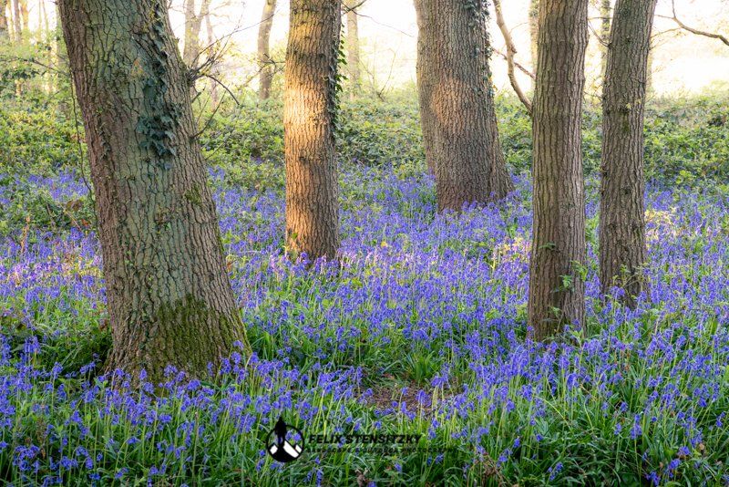 blau blühender Blütenteppich im Wald