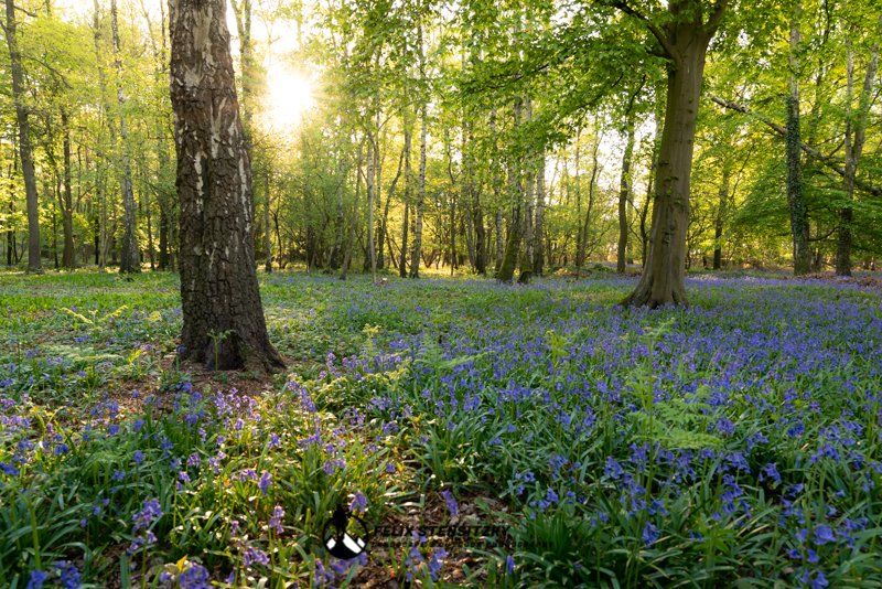 picture of bluebells and a brichtree