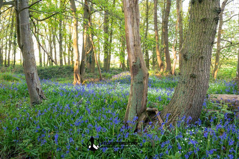 woodland photo in spring with bluebells