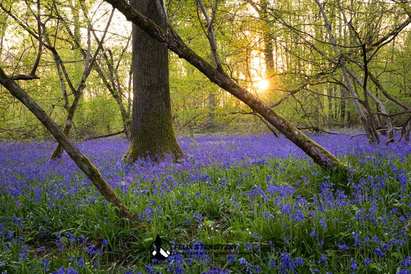 a picture of bluebells in the forest with golden light