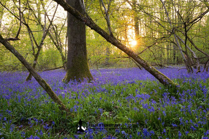 picture of a bluebells forest scene with low light