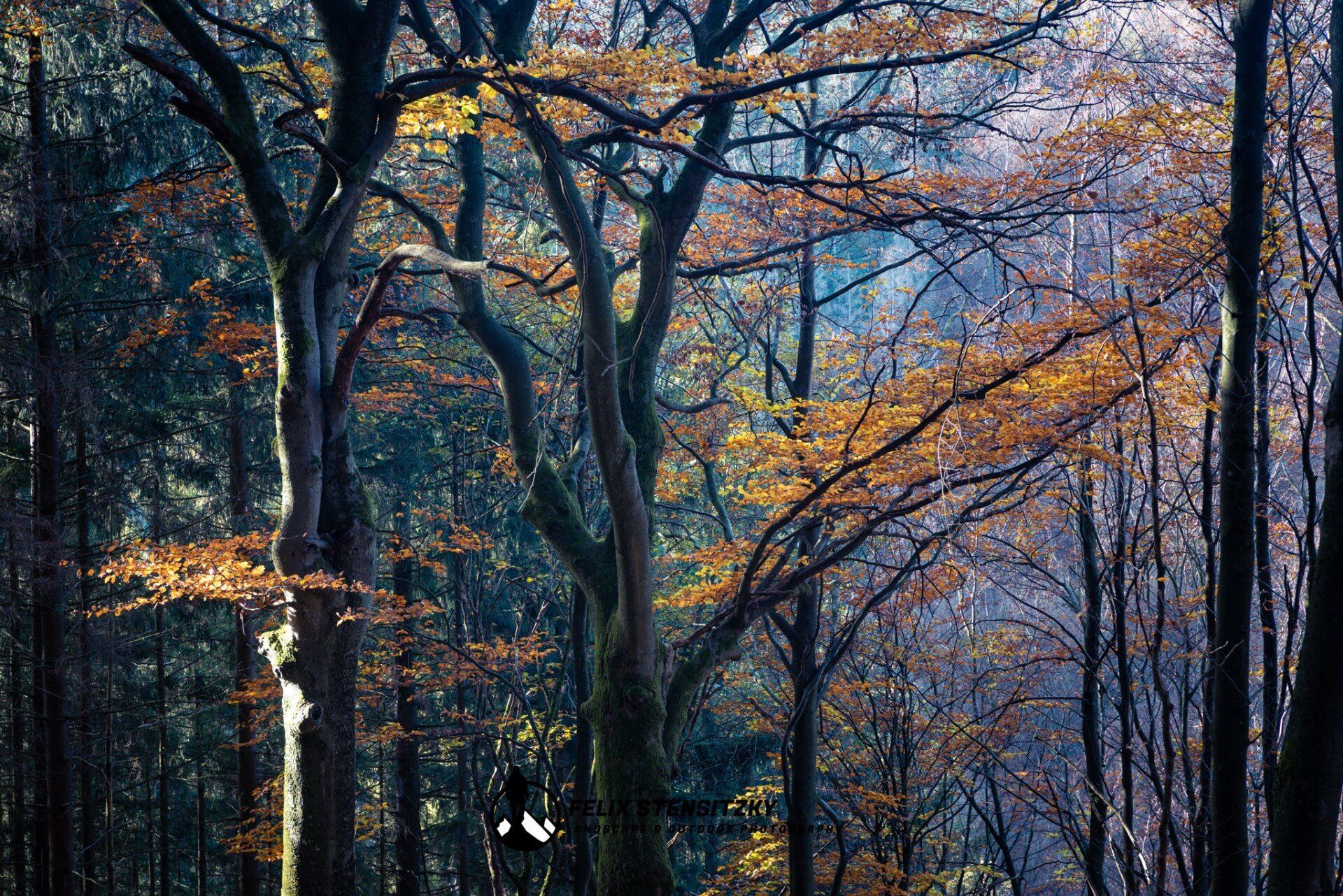 Autumn forest scene in the eifel