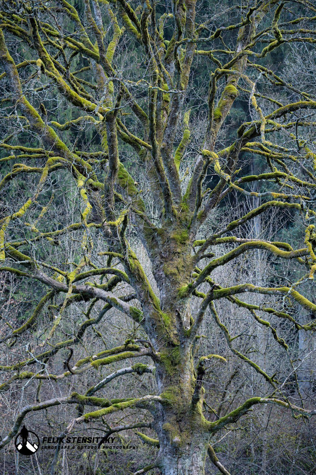 a naked tree in the Eifel with moss covered branches