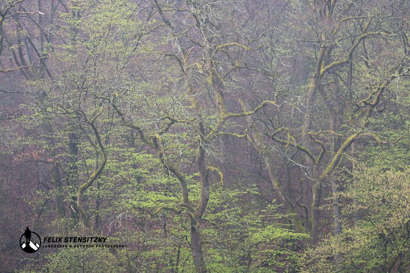 alter Buchenwald mit Herbstfarben