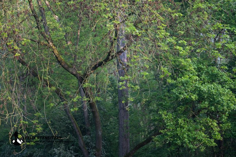 Buchenurwald in Deutschland im Seitenlicht