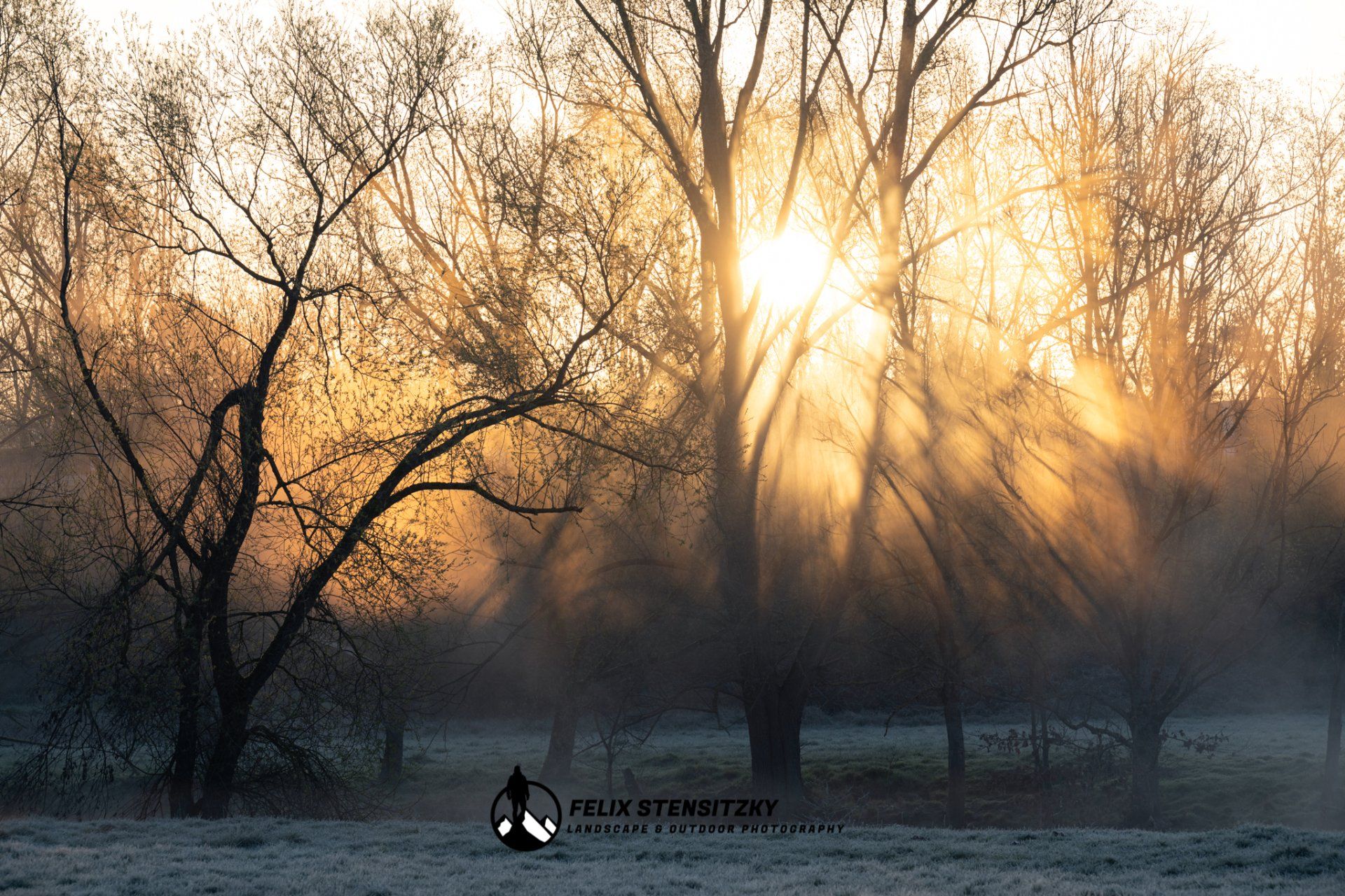 sun shining trough a tree covered in fog