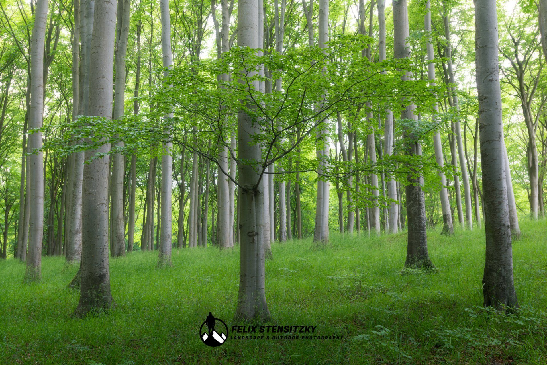 Old growth forest in Germany