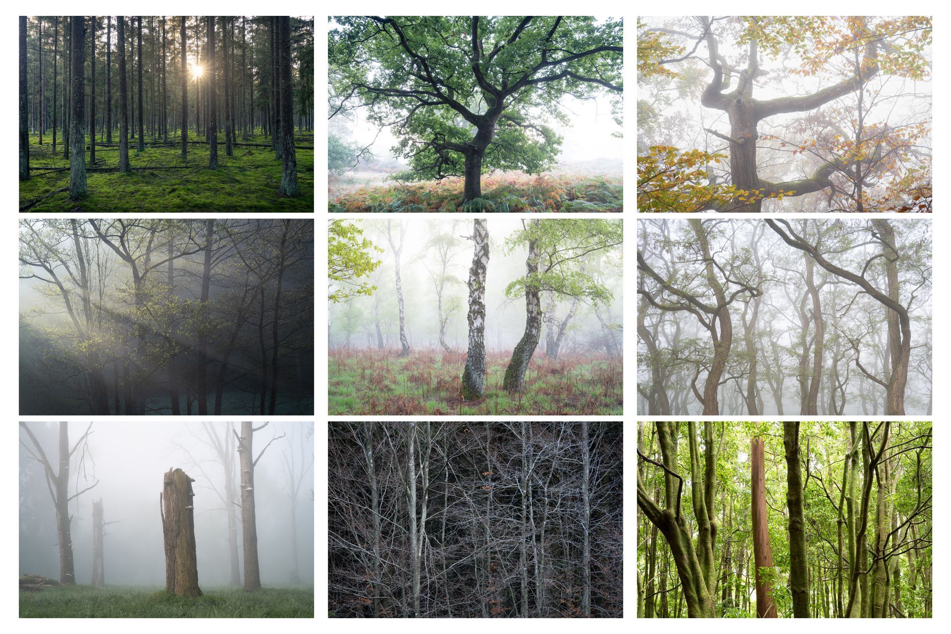 Vorschaubild für Bildergalerie Wälder und Bäume mit 3x3 Bildern