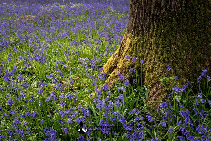Nahaufnahme von bluebells an einem Baumstamm mit moos