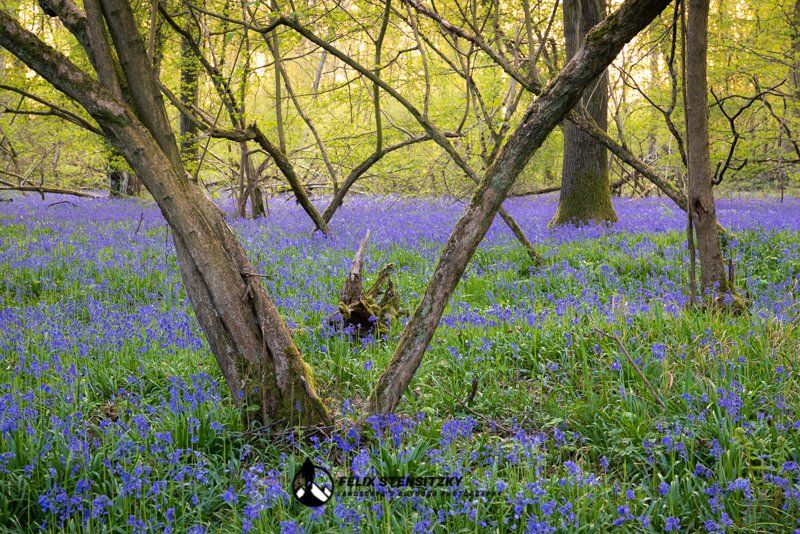 v shaped tree trunks and bluebells