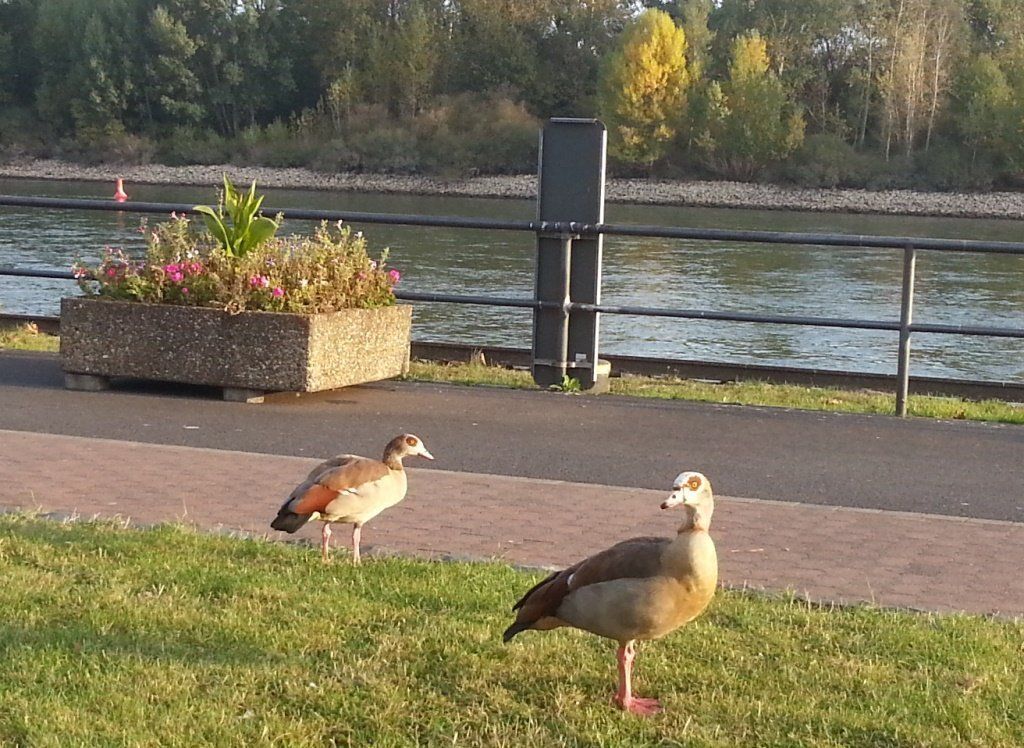 Nilgänse mit Blick auf das Weißenthurmer Werth / Foto: Redaktion
