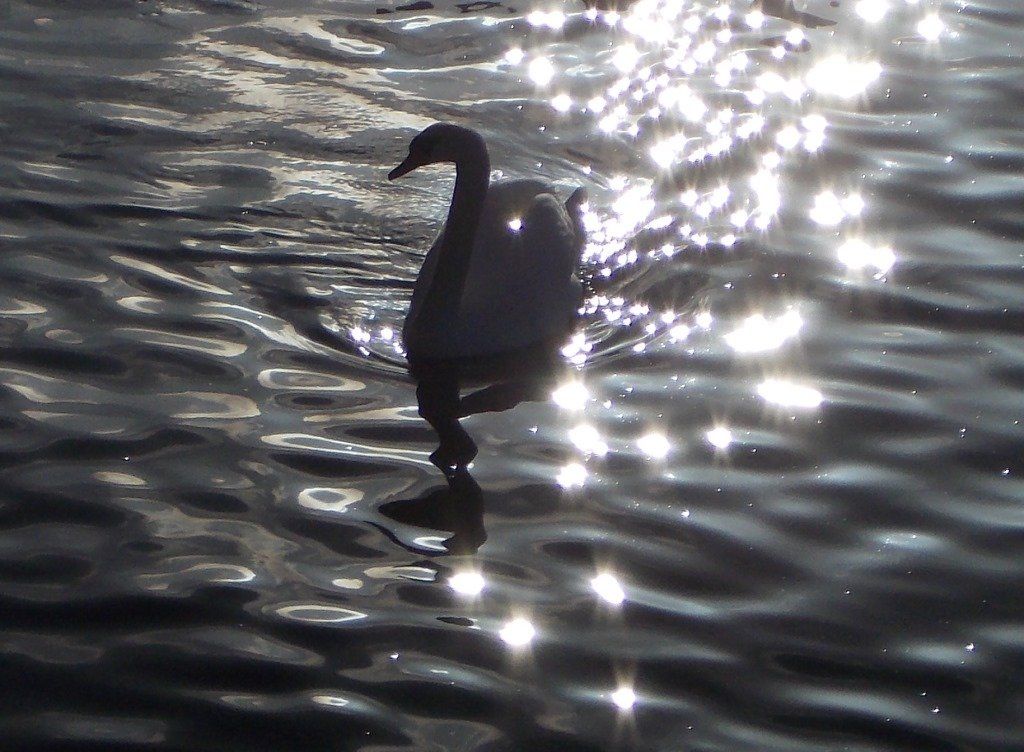 Der Sternenschwan am Deich in Neuwied / Foto: Redaktion