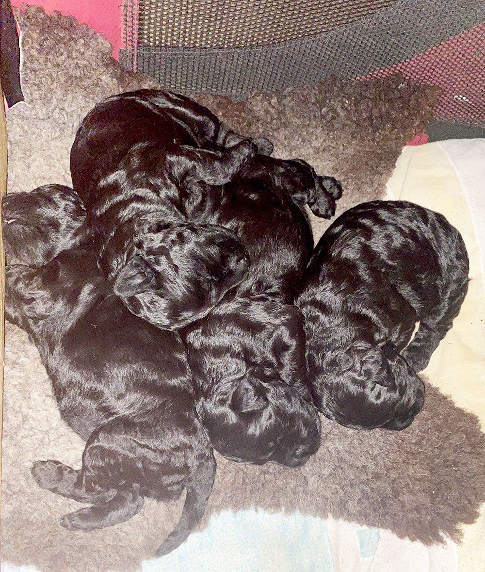 14 Tage alt - Auf dem Lammfell lässt es sich prima kuscheln!