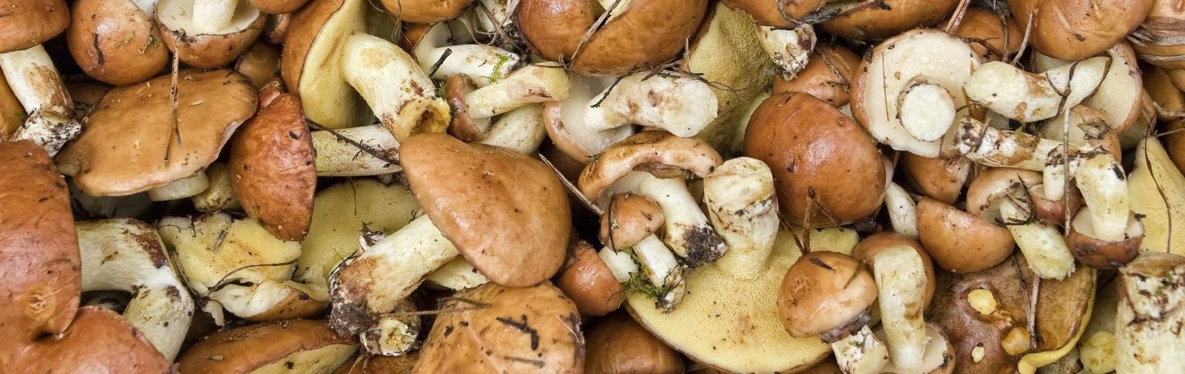 Vitalpilztherapie Heilpilze Immunsyste, Champignons Gesundheit, Shitake Allergien, Medizinalpilze, Hericium, Löwenmähne, Chronische Erkrankungen Immunsystem stärken