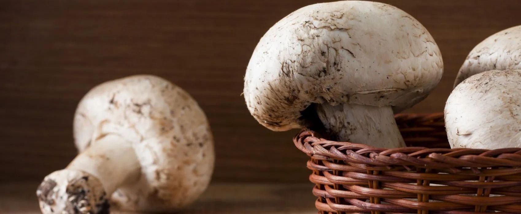 Champignons Champignon, Heilpilz, Shitake, Coprinus, Reishi, Vitalpilz, Medizinalpilz