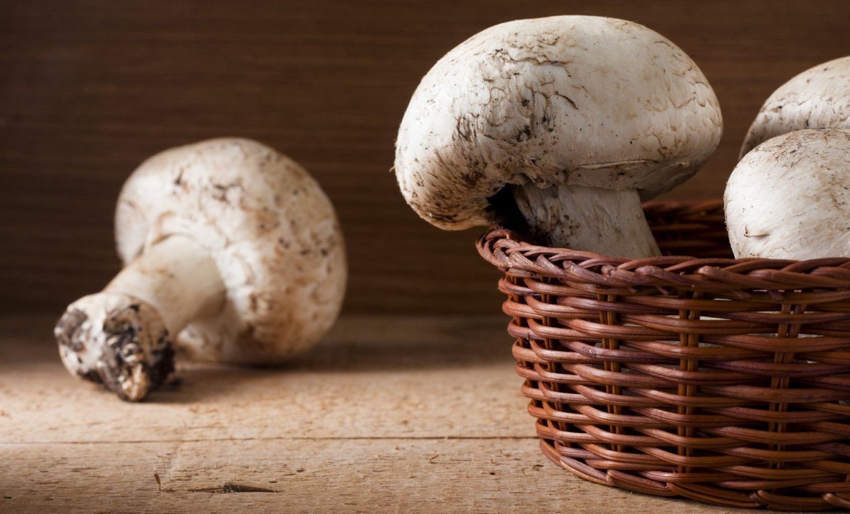 Vitalpilztherapie Mykotherapie, Vitalpilztherapie, Stärkung des Immunsystems, Depression, Entgiftung, Fibromyalgie, HNO-Erkrankungen