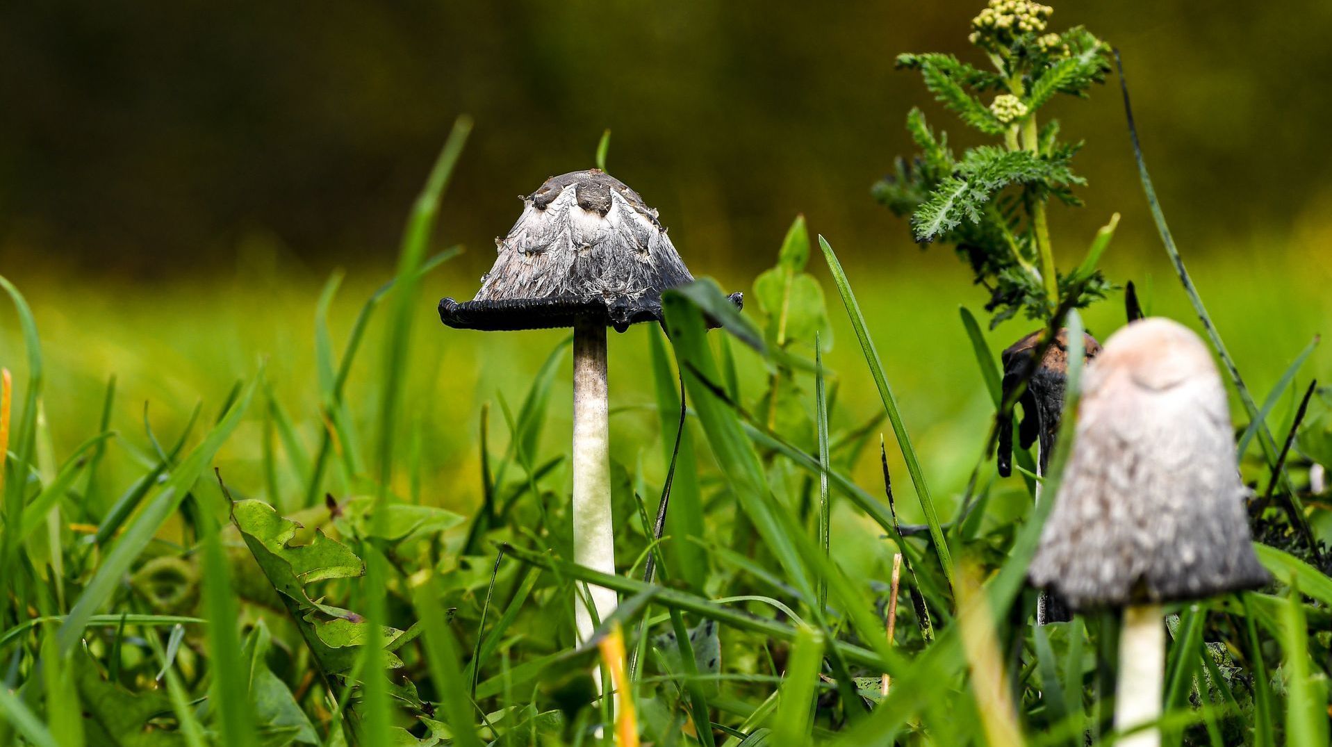 Schopftintling, Vitalpilztherapie, Mykotherapie, Shitake, Hericium, Coprinus, Cordyceps, Reishi,