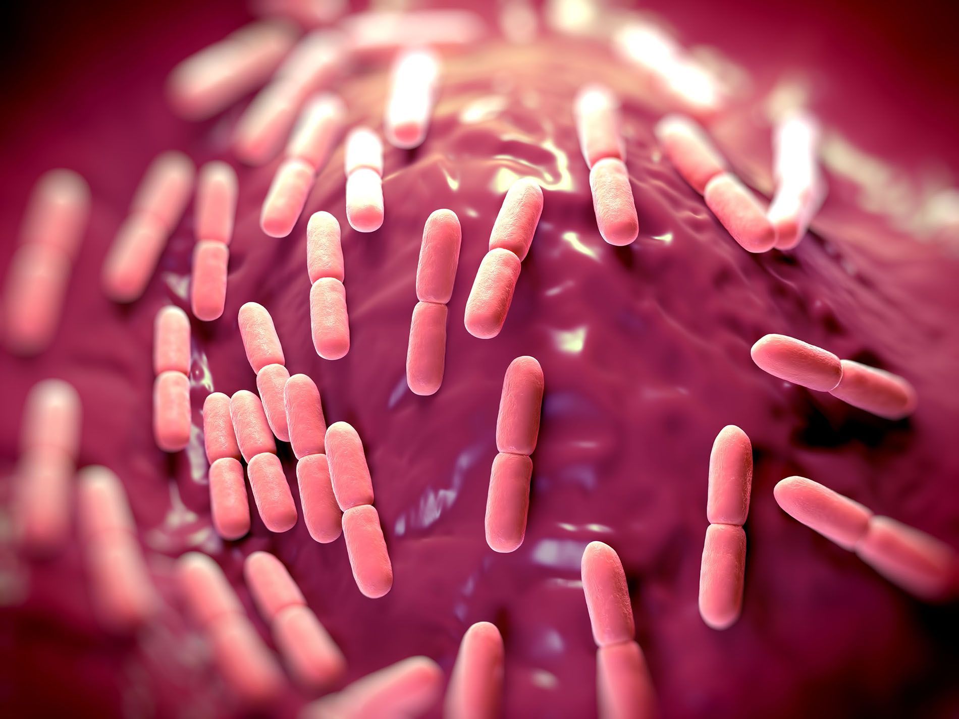 Darmtherapie Augsburg Der Tod sitzt im Darm, Darmflora stärken Augsburg, Mikrobiom-Test, Stuhl-Analyse Augsburg, Dysbiosebehandlung Augsburg, Darm Immunsystem stärken, Dünndarmfehlbesiedung Augsburg, SIBO Behandlung,