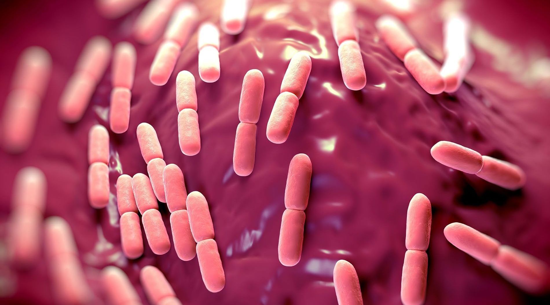 Darmberatung bei Verdauungsproblemen, postinfektiöses Reizdarmsyndrom, Dünndarmfehlbesiedelung, SIBO, IMO,