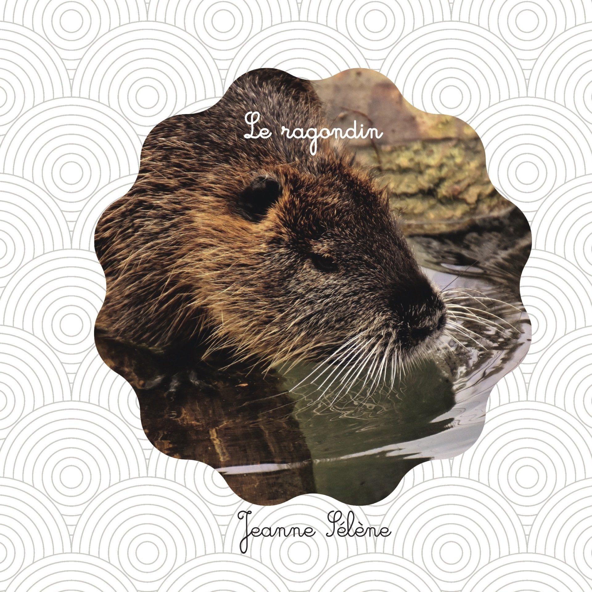 La couverture du documentaire jeunesse le ragondin montre une photo ronde bosselée d'un ragondin dans l'eau. On voit bien ses moustaches blanches.