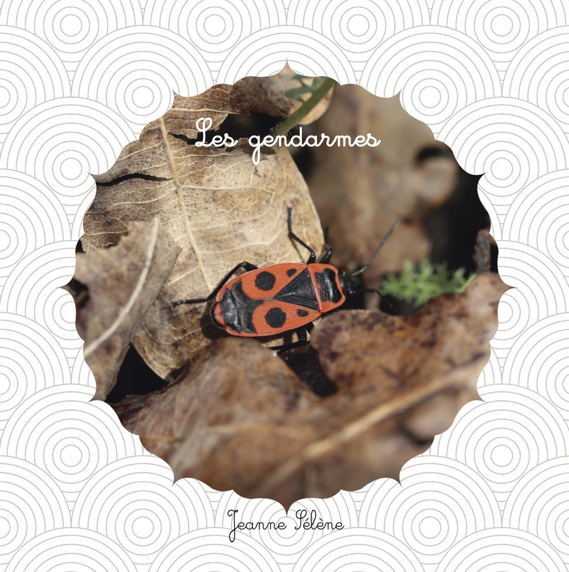 La couverture du documentaire jeunesse les gendarmes montre un rond dentelé dans lequel on voit la photo d'un insecte de type gendarme sur des feuilles mortes.