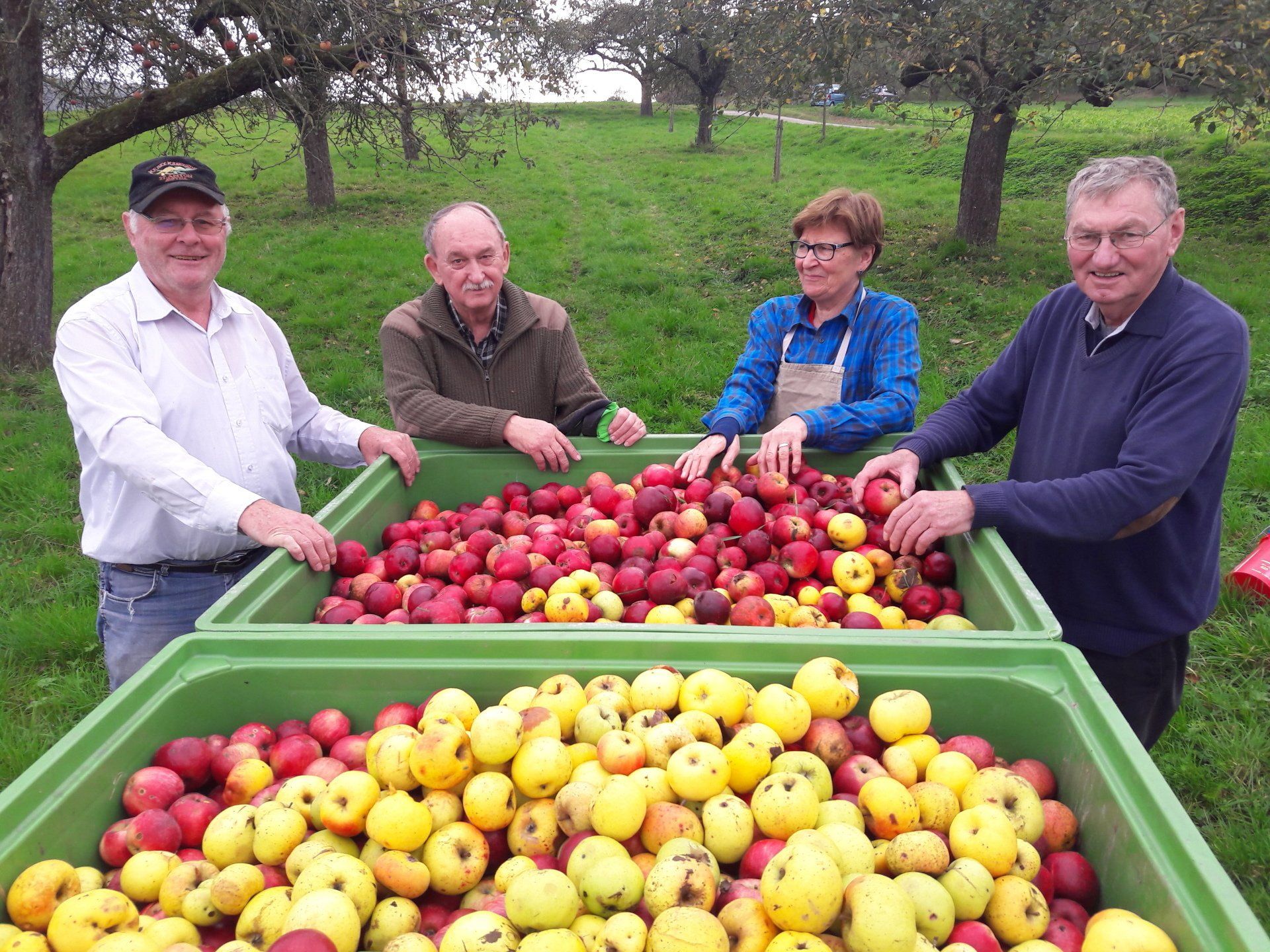 OGWV Besigheim sichert den Erhalt alter Apfelsorten
