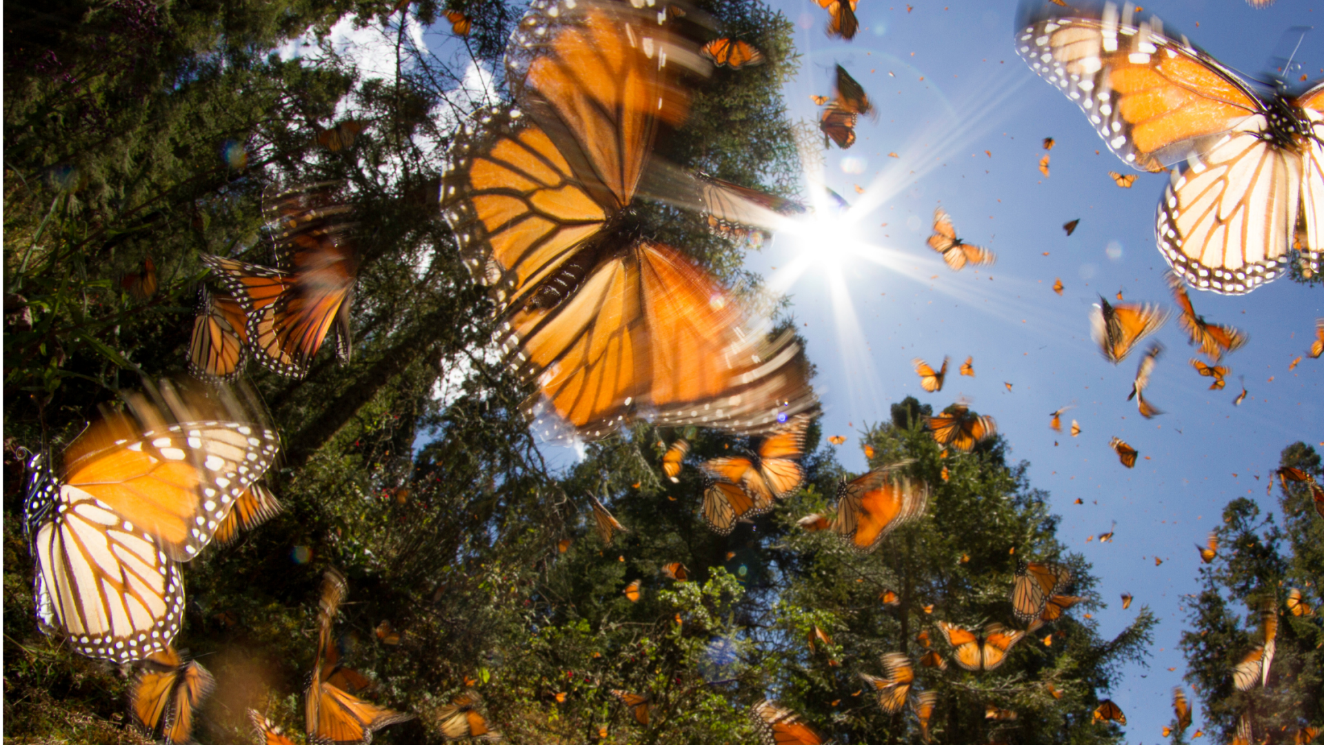 Hypnotherapy for Phobias