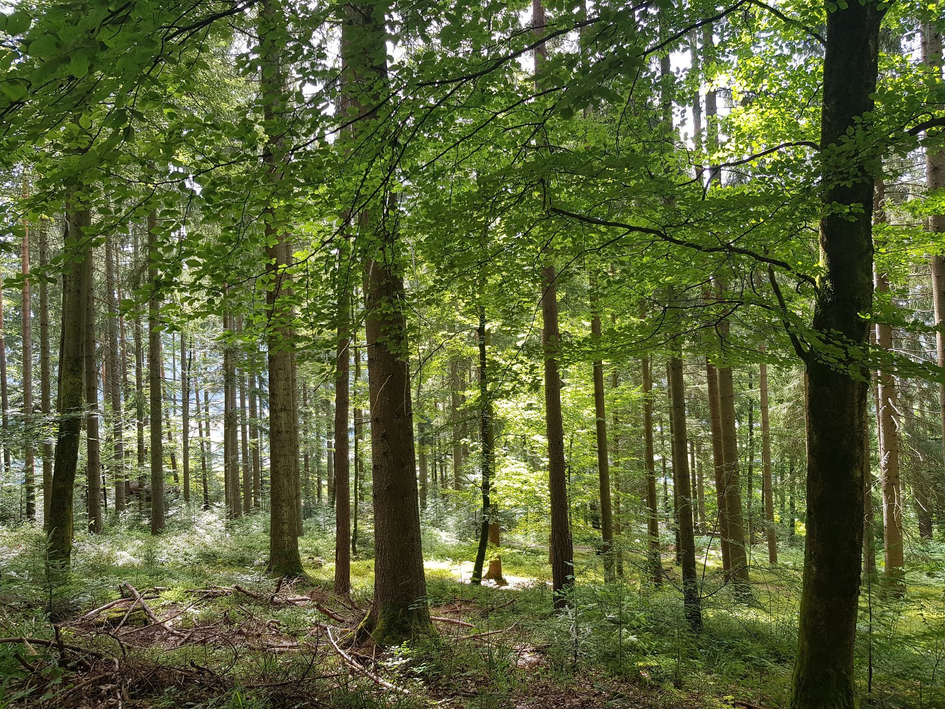 forest