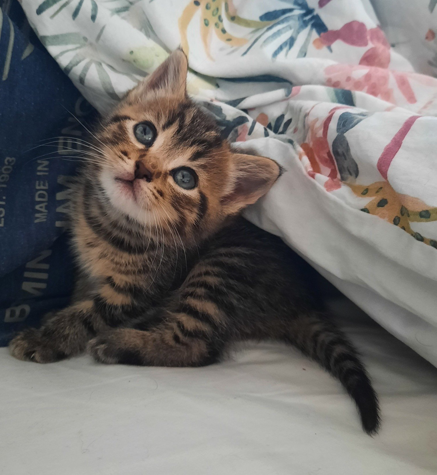 kitten playing