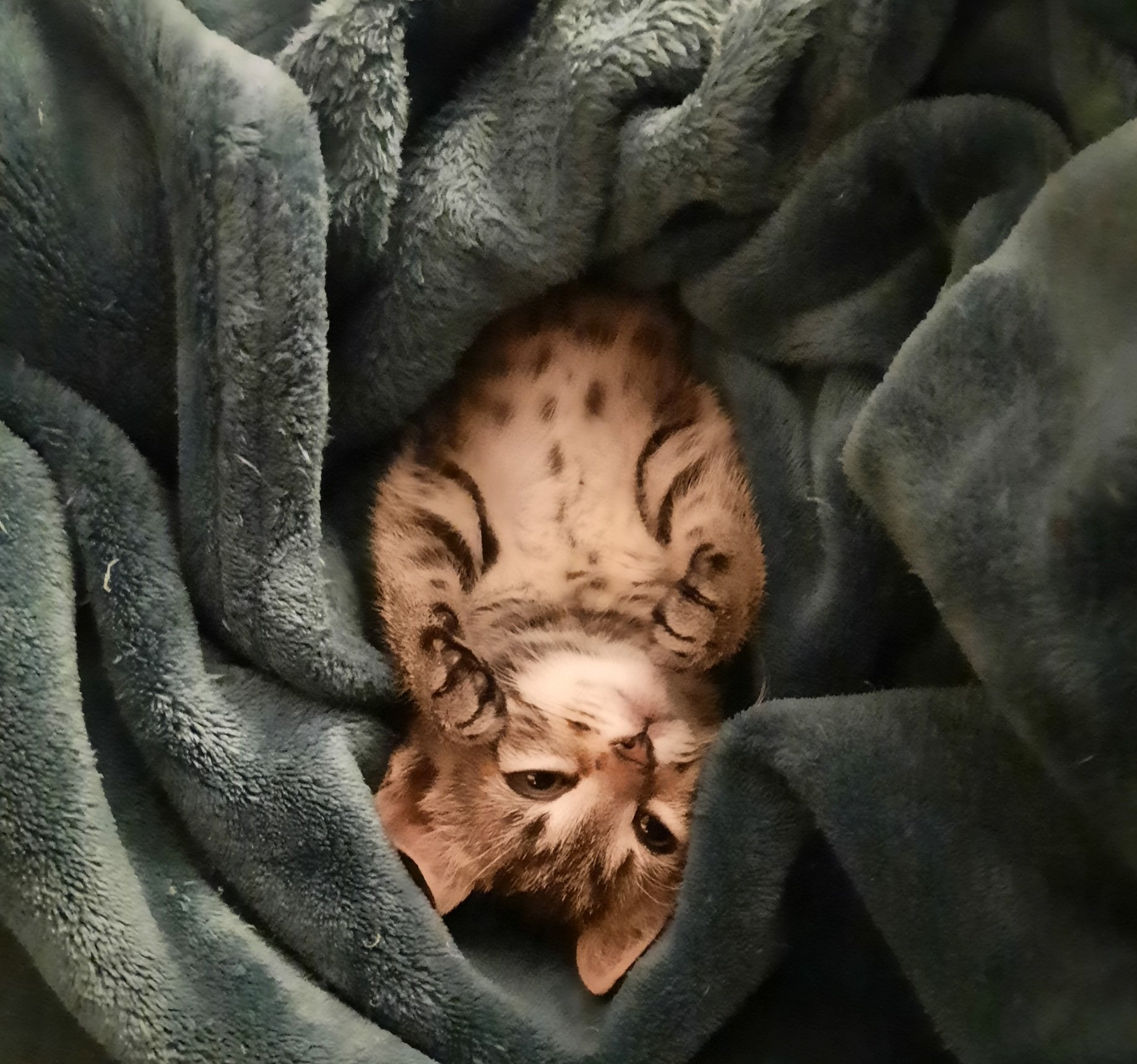 kitten sleeping