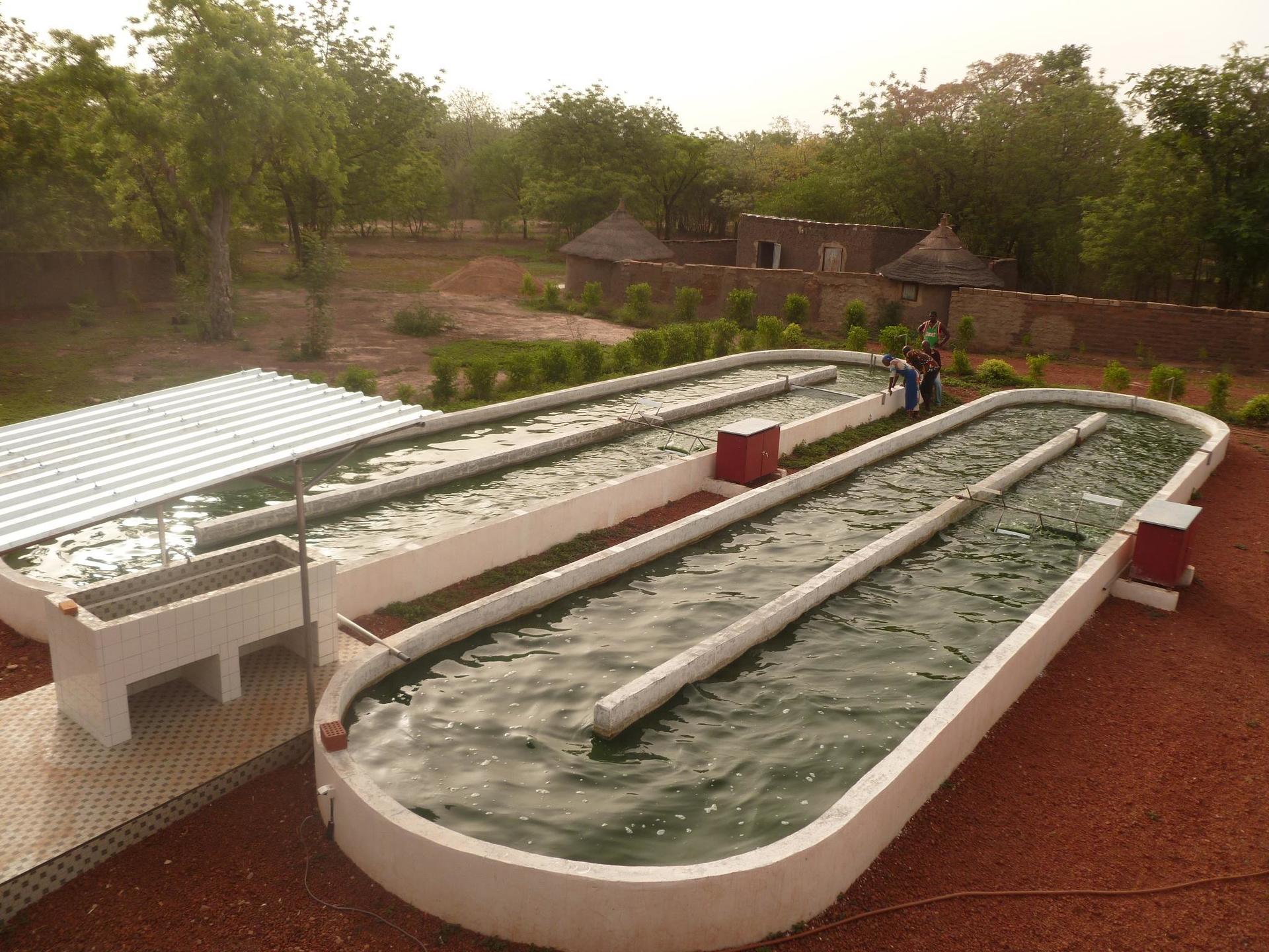 spiruline biologique santé locale pas cher bien etre