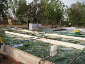 spiruline biologique santé locale pas cher bien etre