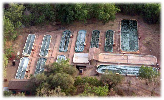 spiruline biologique santé locale pas cher bien etre artemisia moringa