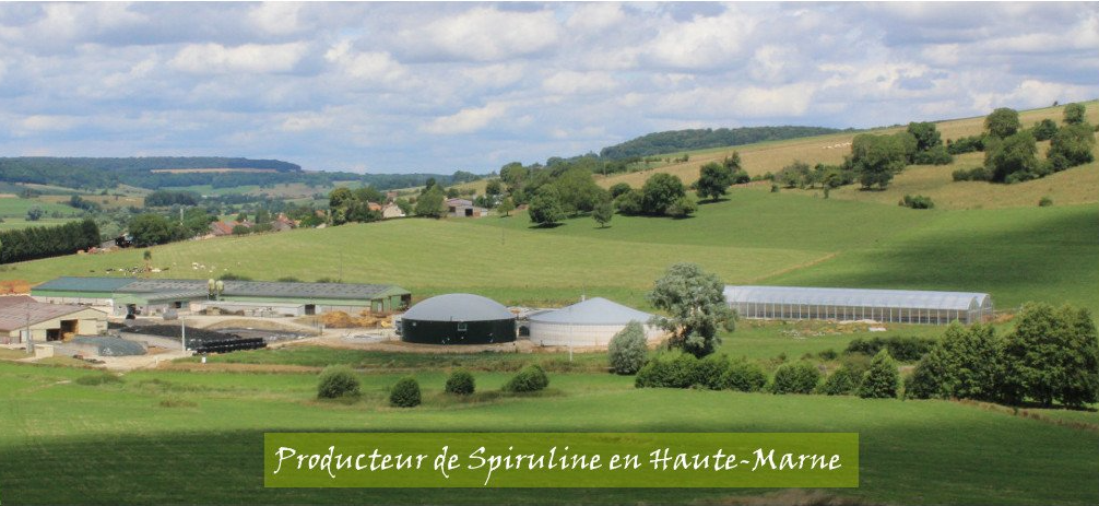 spiruline biologique santé locale pas cher bien etre artemisia  moringa