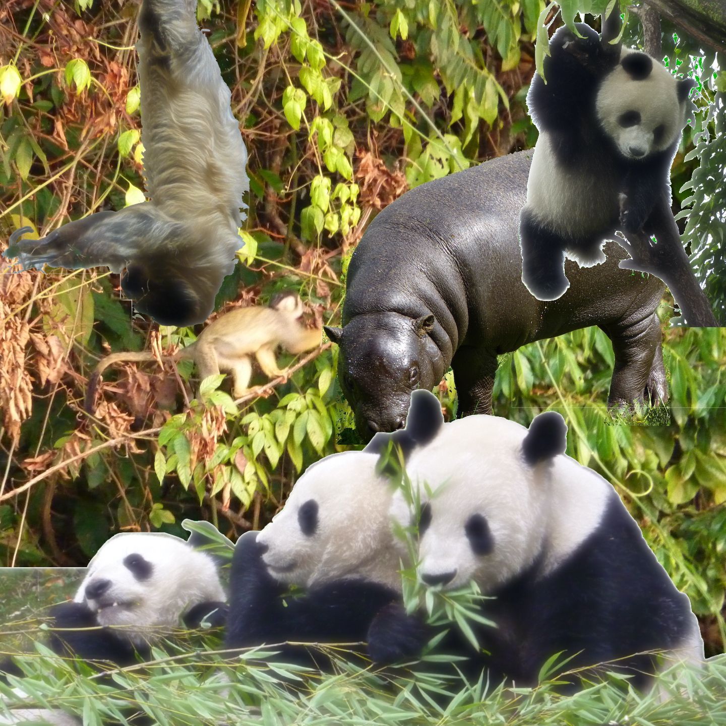 Sloth, Pygmy Hippo and Giant Pandas