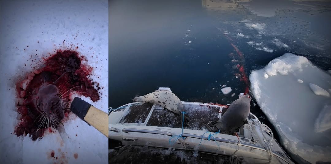 Save the Ocean, Jörn Kriebel, Save the Ocean, Faröer Inseln, Grind Wale Delfine, Delfine, Orca Wal, Beluga Wal, Blut, Abschaltungen, Mord, Dänemark, Waljagd, Kanada, Grönland, Eisbären, Waljagd Kanada, Waljagd Grönland, Orca, Orcas, Killerwale, Orca Jagt, Beluga Wale Jagt