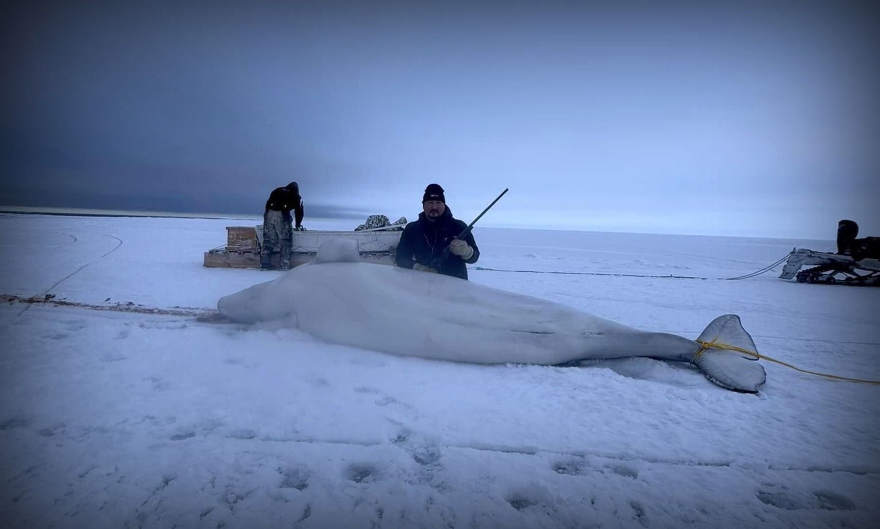 Save the Ocean, Jörn Kriebel, Save the Ocean, Faröer Inseln, Grind Wale Delfine, Delfine, Orca Wal, Beluga Wal, Blut, Abschaltungen, Mord, Dänemark, Waljagd, Kanada, Grönland, Eisbären, Waljagd Kanada, Waljagd Grönland, Orca, Orcas, Killerwale, Orca Jagt, Beluga Wale Jagt