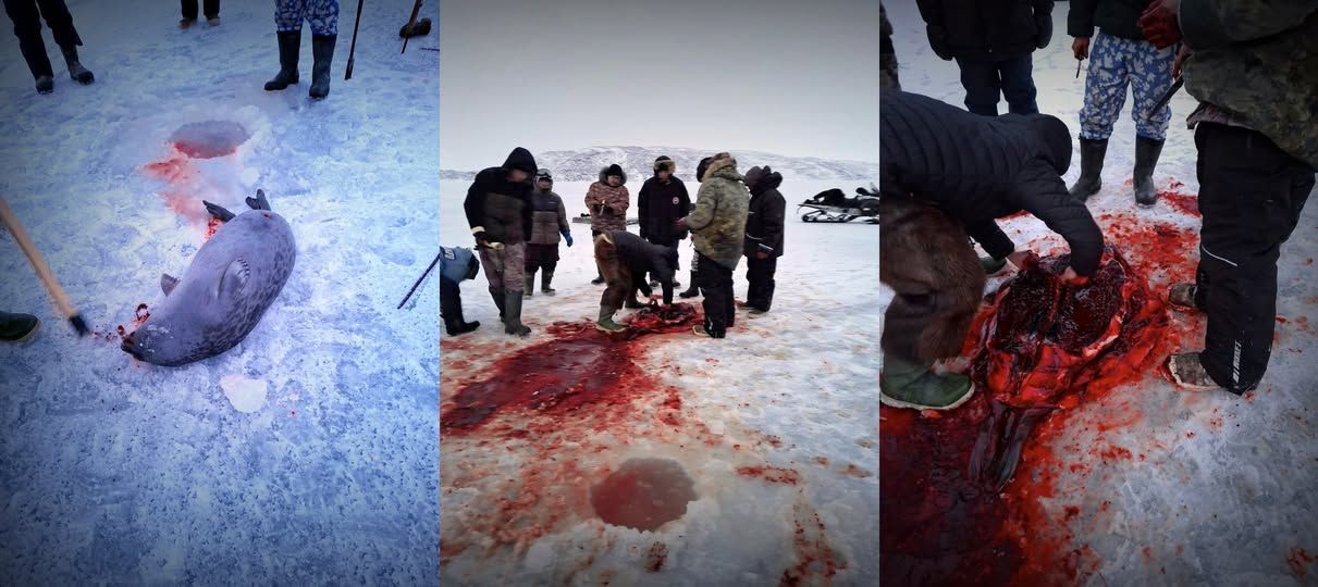 Save the Ocean, Jörn Kriebel, Save the Ocean, Faröer Inseln, Grind Wale Delfine, Delfine, Orca Wal, Beluga Wal, Blut, Abschaltungen, Mord, Dänemark, Waljagd, Kanada, Grönland, Eisbären, Waljagd Kanada, Waljagd Grönland, Orca, Orcas, Killerwale, Orca Jagt, Beluga Wale Jagt