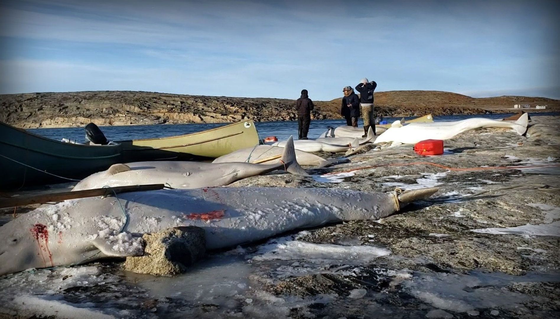 Save the Ocean, Jörn Kriebel, Save the Ocean, Faröer Inseln, Grind Wale Delfine, Delfine, Orca Wal, Beluga Wal, Blut, Abschaltungen, Mord, Dänemark, Waljagd, Kanada, Grönland, Eisbären, Waljagd Kanada, Waljagd Grönland, Orca, Orcas, Killerwale, Orca Jagt, Beluga Wale Jagt