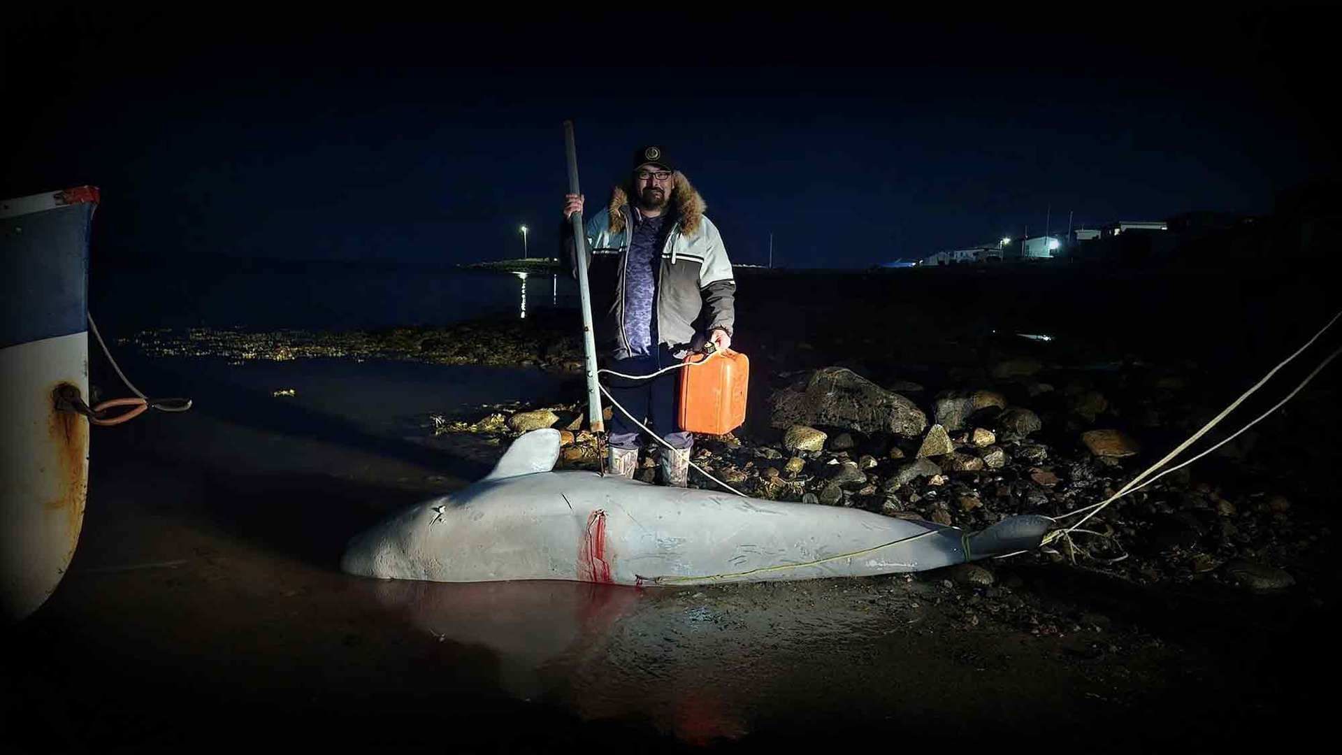 Save the Ocean, Jörn Kriebel, Save the Ocean, Faröer Inseln, Grind Wale Delfine, Delfine, Orca Wal, Beluga Wal, Blut, Abschaltungen, Mord, Dänemark, Waljagd, Kanada, Grönland, Eisbären, Waljagd Kanada, Waljagd Grönland, Orca, Orcas, Killerwale, Orca Jagt, Beluga Wale Jagt