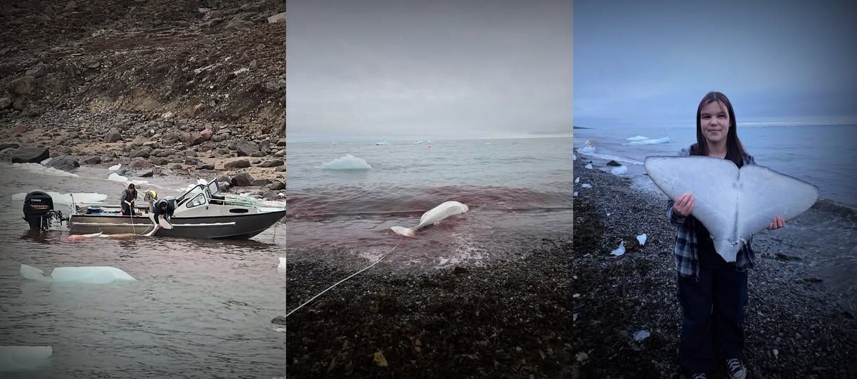 Save the Ocean, Jörn Kriebel, Save the Ocean, Faröer Inseln, Grind Wale Delfine, Delfine, Orca Wal, Beluga Wal, Blut, Abschaltungen, Mord, Dänemark, Waljagd, Kanada, Grönland, Eisbären, Waljagd Kanada, Waljagd Grönland, Orca, Orcas, Killerwale, Orca Jagt, Beluga Wale Jagt