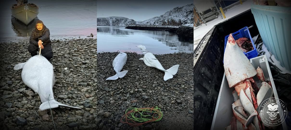 Save the Ocean, Jörn Kriebel, Save the Ocean, Faröer Inseln, Grind Wale Delfine, Delfine, Orca Wal, Beluga Wal, Blut, Abschaltungen, Mord, Dänemark, Waljagd, Kanada, Grönland, Eisbären, Waljagd Kanada, Waljagd Grönland, Orca, Orcas, Killerwale, Orca Jagt, Beluga Wale Jagt