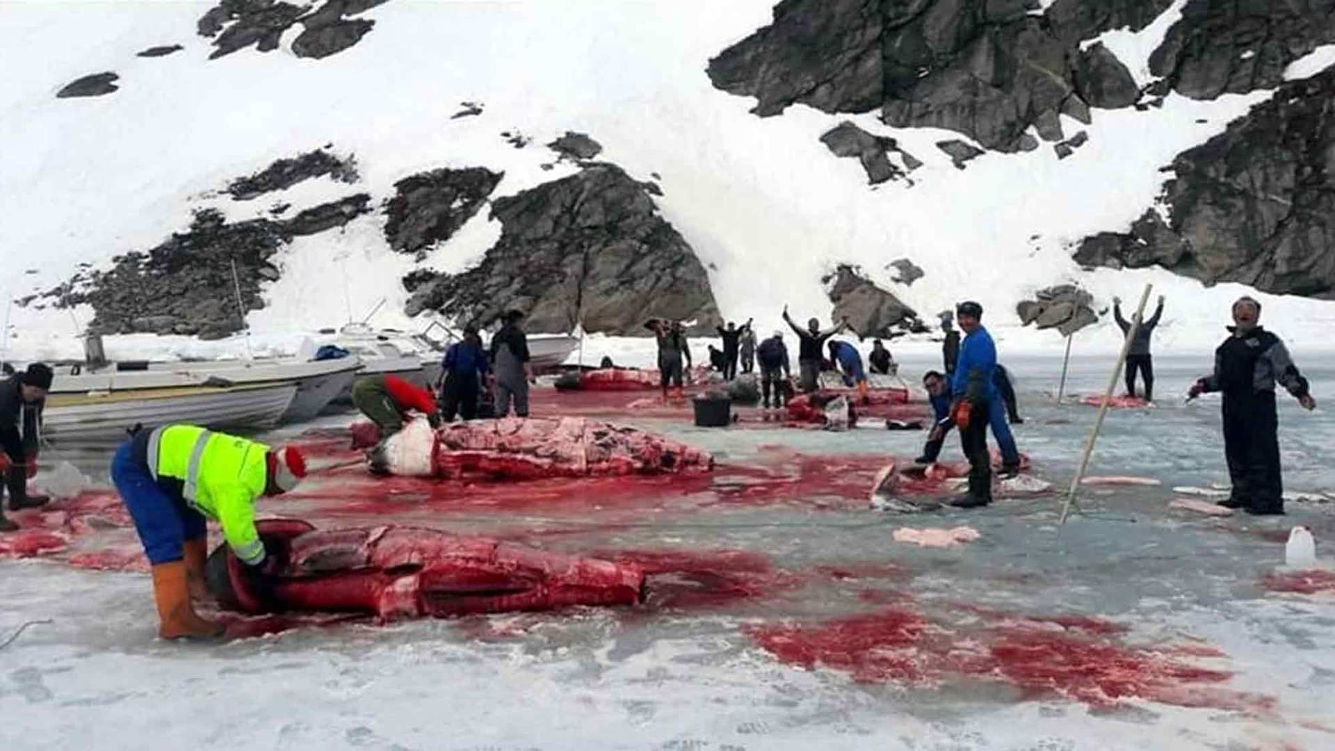 Save the Ocean, Jörn Kriebel, Save the Ocean, Faröer Inseln, Grind Wale Delfine, Delfine, Orca Wal, Beluga Wal, Blut, Abschaltungen, Mord, Dänemark, Waljagd, Kanada, Grönland, Eisbären, Waljagd Kanada, Waljagd Grönland, Orca, Orcas, Killerwale, Orca Jagt, Beluga Wale Jagt