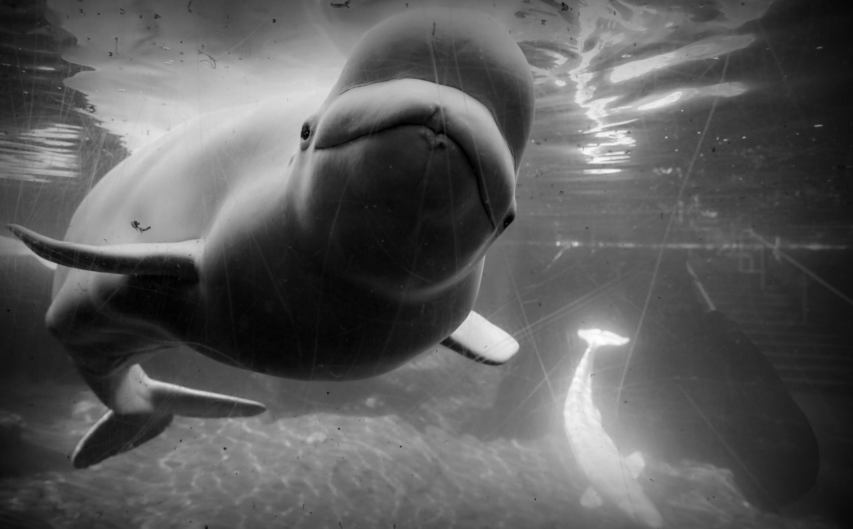 Save The Ocean. Jörn Kriebel, Beluga Wal, Beluga Wal Marineland Ontario. Marineland Ontario, Marineland