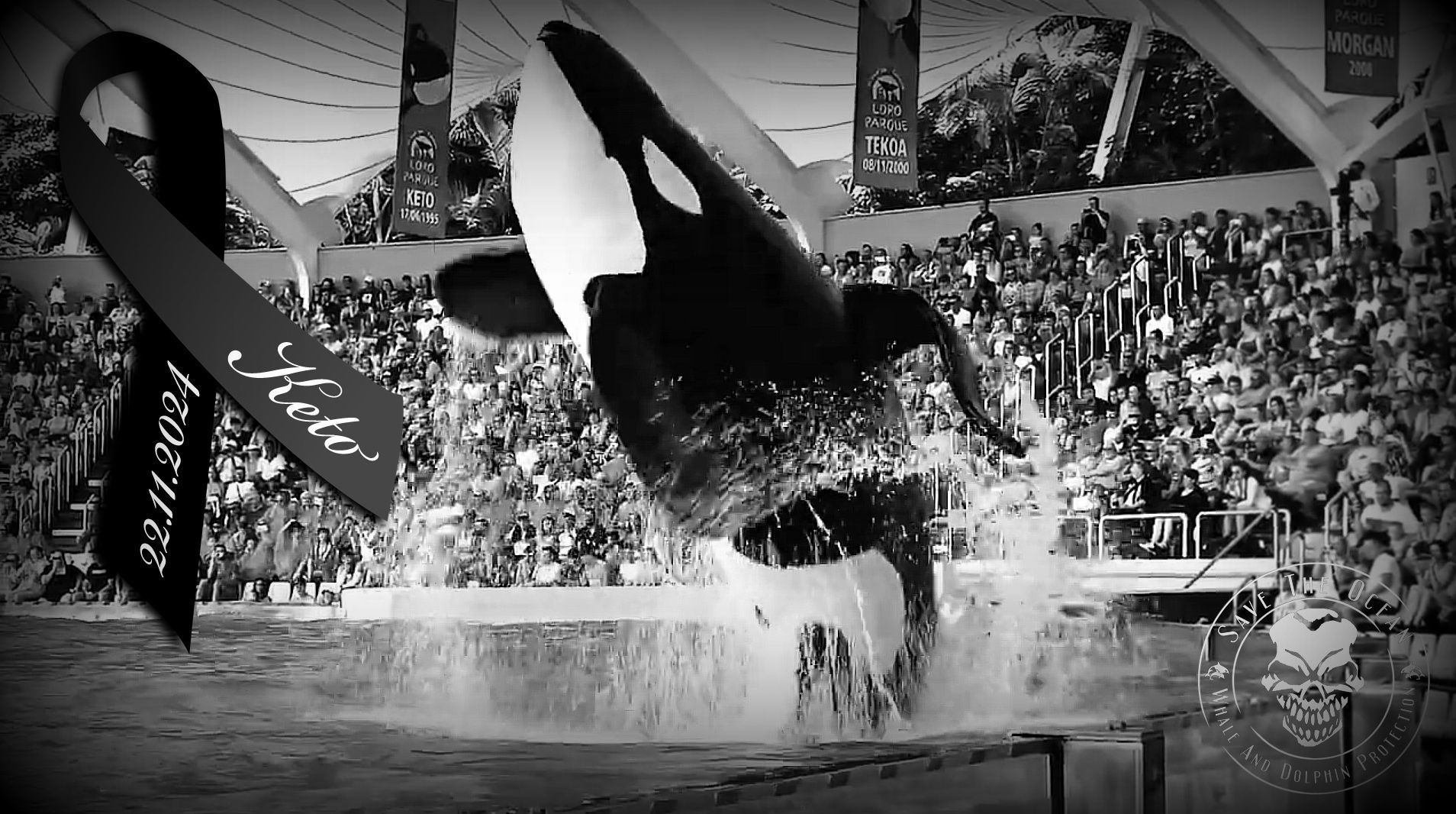 Save the Ocean, Jörn Kriebel, Wale, Orca, Beluga, Delfine, Delfinarium, Gefangenschaft, Wale Gefangenschaft, Orca Gefangenschaft, Delfine Gefangenschaft, Empty The Tanks, Dolphin Project, Ric Obarry, Blackfish, Captivity Whales & Dolphins, Orca Ula, Orca Orca Keto,